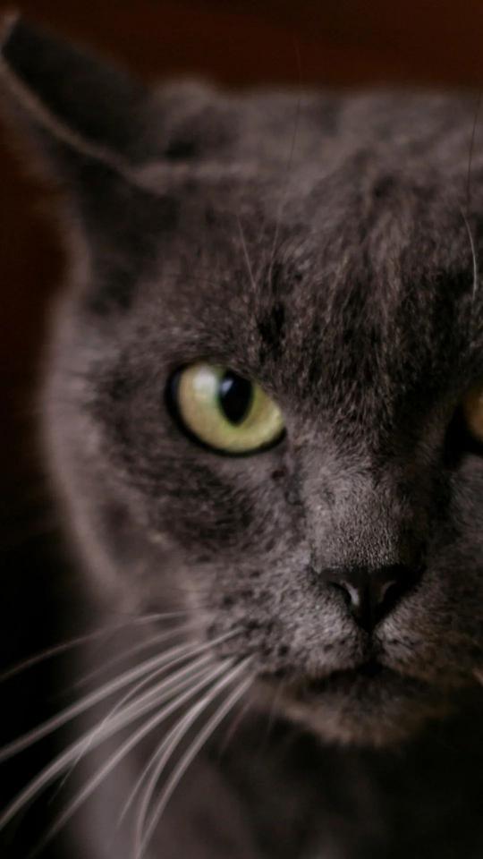 Gray Cat Close-Up - Related OpersCraft wallpaper