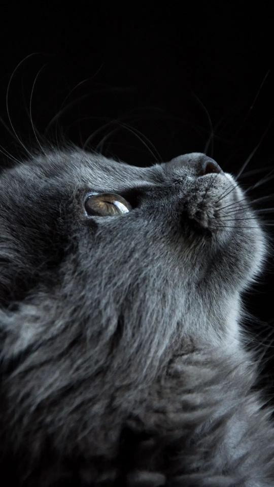 Gray Cat Gaze - Related OpersCraft wallpaper