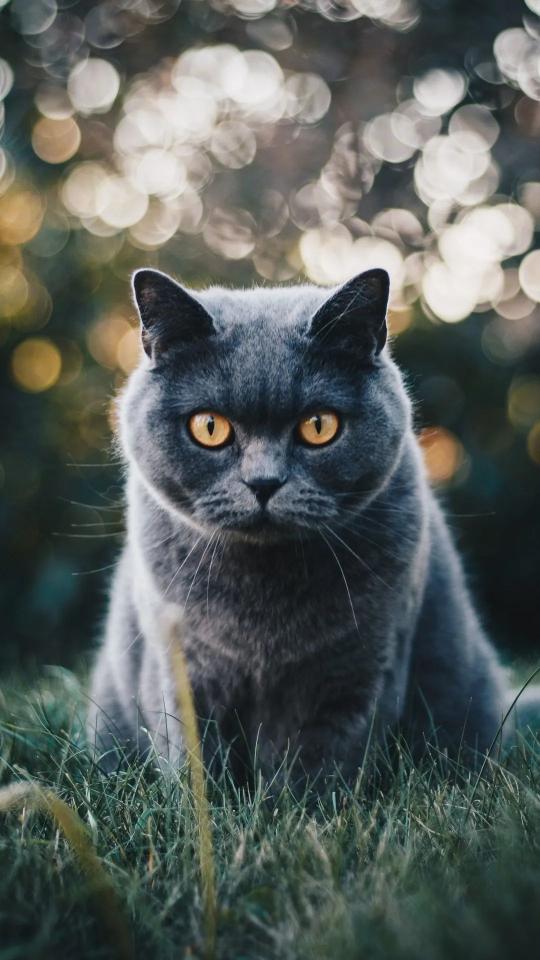 Gray Cat in Grass - Related OpersCraft wallpaper