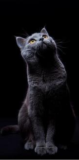 Gray Cat Looking Up - Related OpersCraft wallpaper