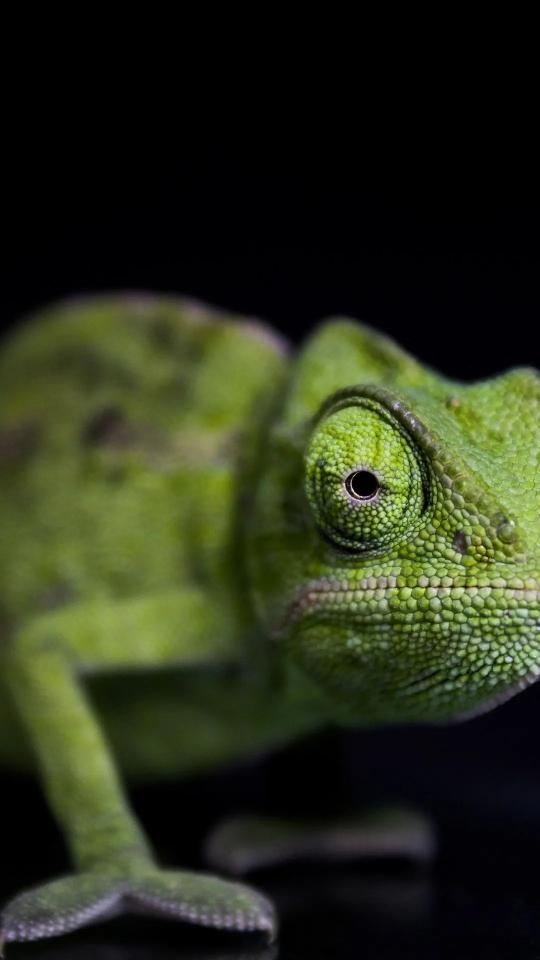 Green Chameleon Close-Up - animals Wallpaper