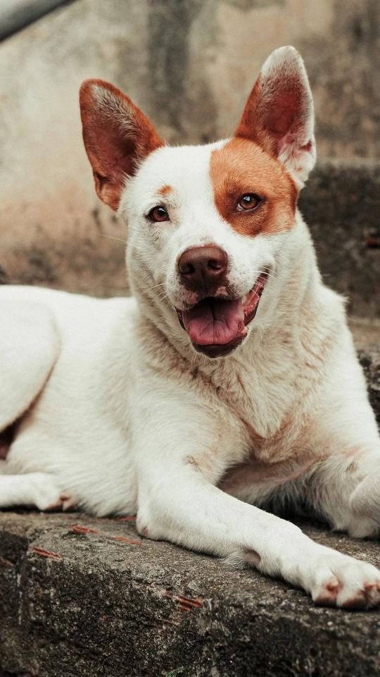 Happy Dog Portrait - Related OpersCraft wallpaper