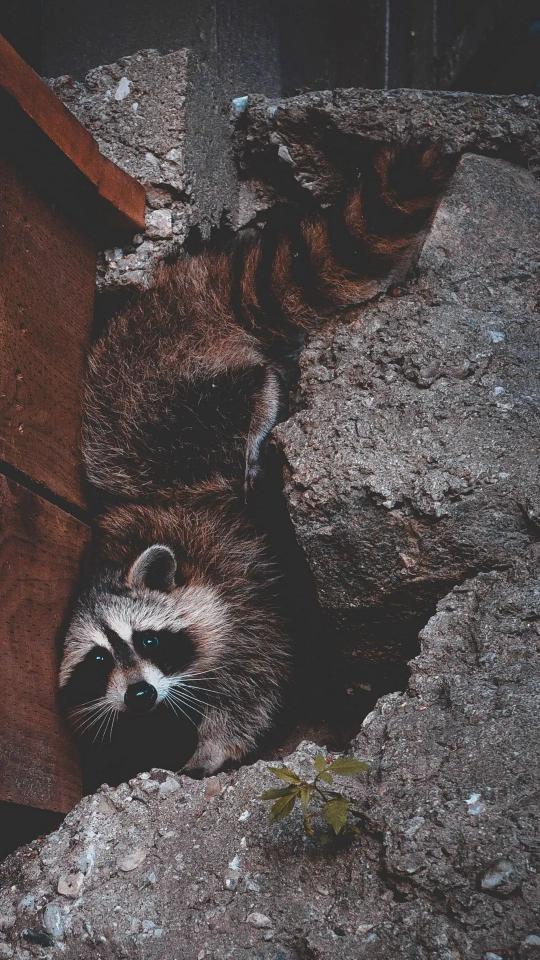 Hidden Raccoon Portrait - Related OpersCraft wallpaper