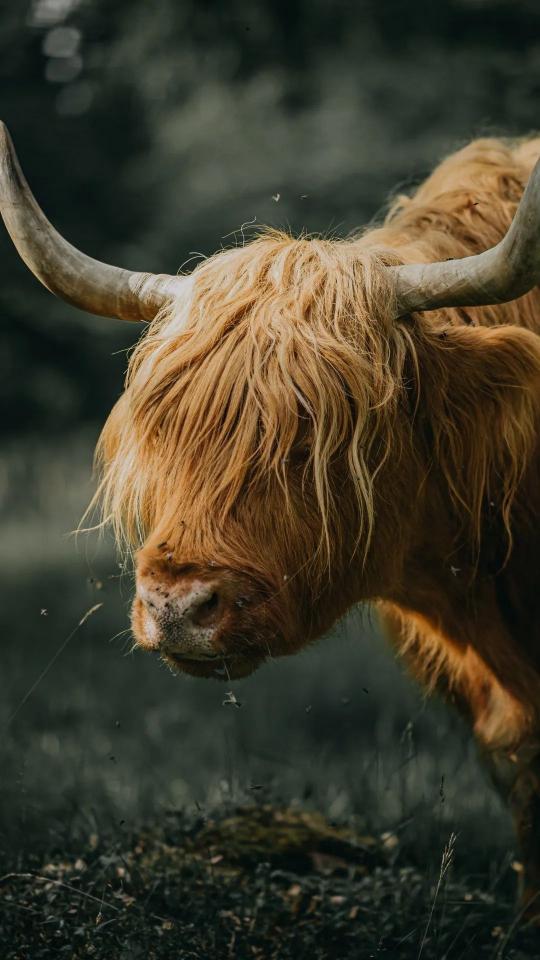 Highland Cow Portrait - Related OpersCraft wallpaper