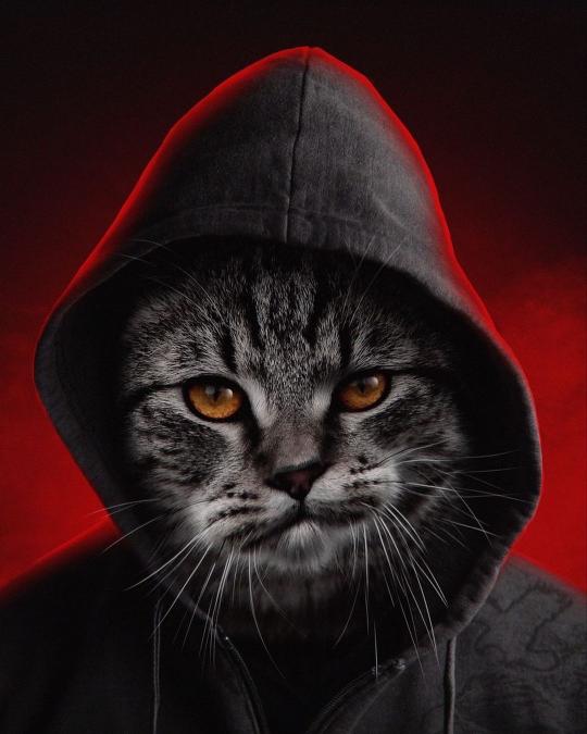 Hooded Cat Portrait - Related OpersCraft wallpaper