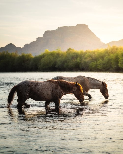 Horses in River Sunset - animals Wallpaper