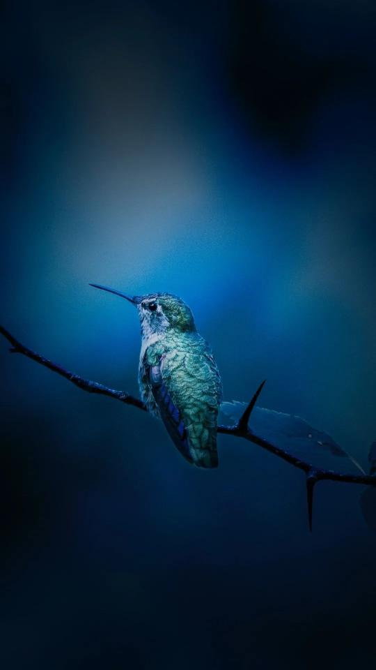 Hummingbird on Branch - Related OpersCraft wallpaper