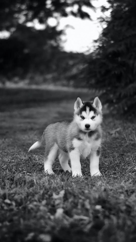 Husky Puppy Portrait - Related OpersCraft wallpaper