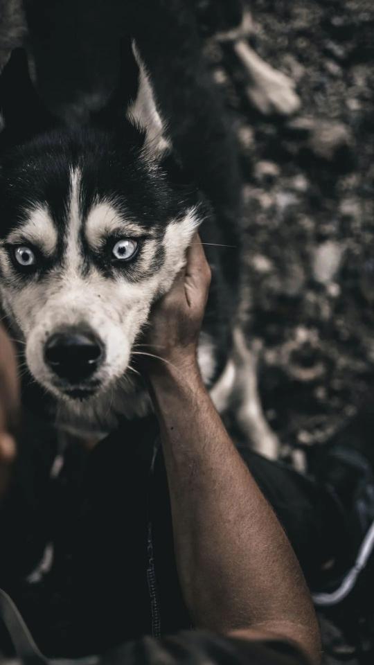 Husky's Loving Gaze - Related OpersCraft wallpaper