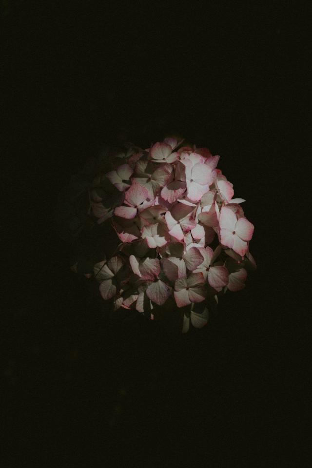 Hydrangea in Dark - Related OpersCraft wallpaper