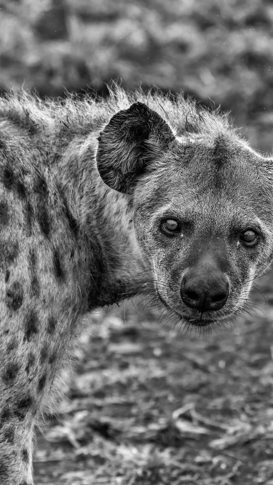 Hyena Stare Down - random Wallpaper