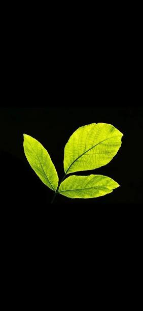 Illuminated Green Leaves - Related StockWalls wallpaper