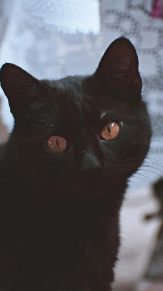 Intense Black Cat Gaze - Related OpersCraft wallpaper