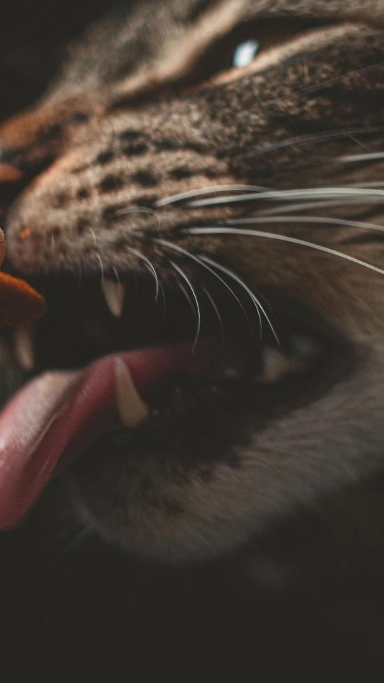 Intense Cat Close-Up - Related OpersCraft wallpaper