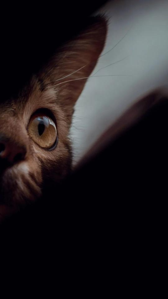 Intense Cat Eye - Related OpersCraft wallpaper
