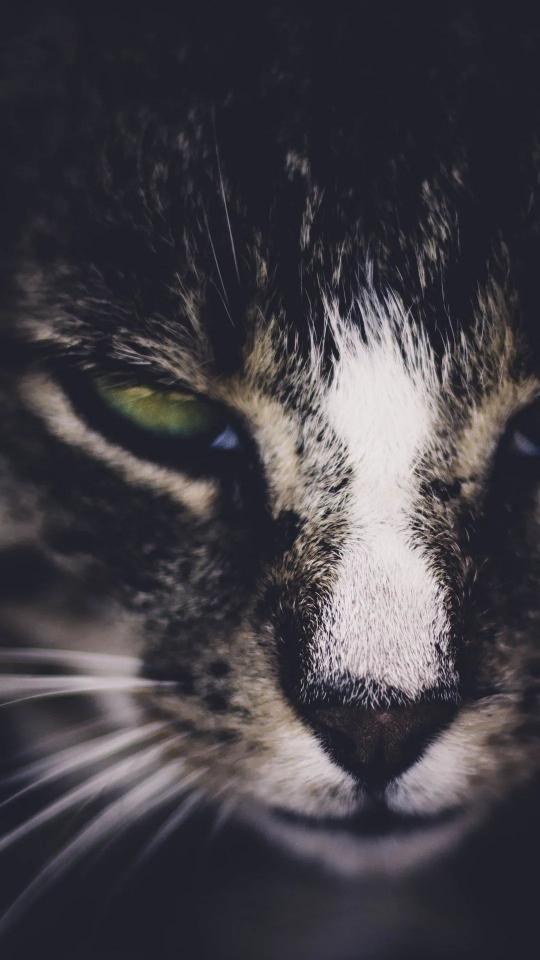 Intense Cat Gaze - Related OpersCraft wallpaper