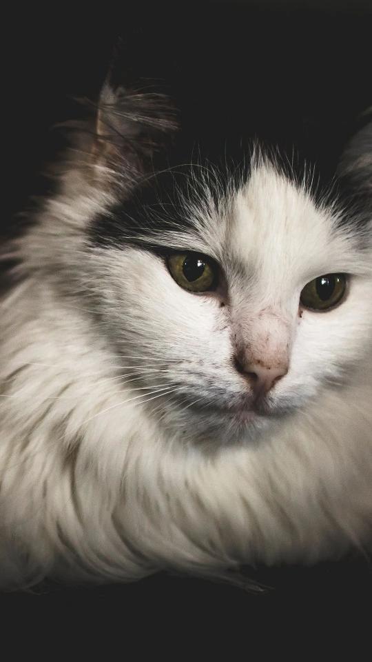 Intense Cat Portrait - Related OpersCraft wallpaper