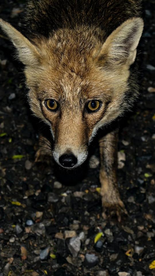 Intense Fox Gaze - Related OpersCraft wallpaper