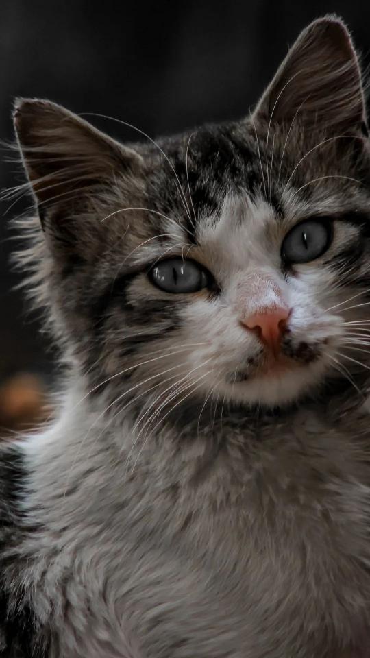 Intense Kitten Gaze - Related OpersCraft wallpaper