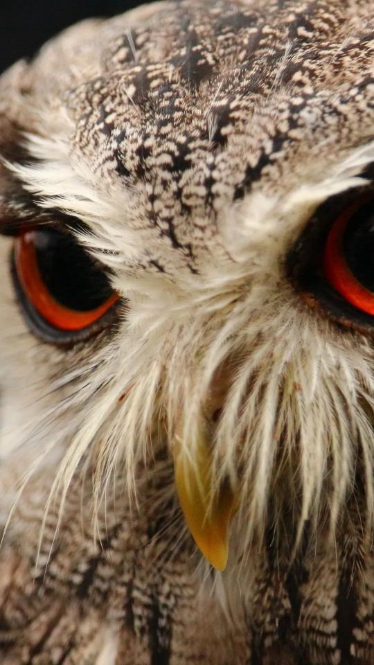 Intense Owl Gaze