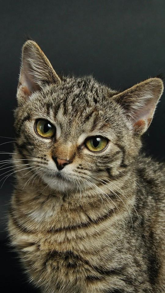 Intense Tabby Cat Gaze - Related OpersCraft wallpaper