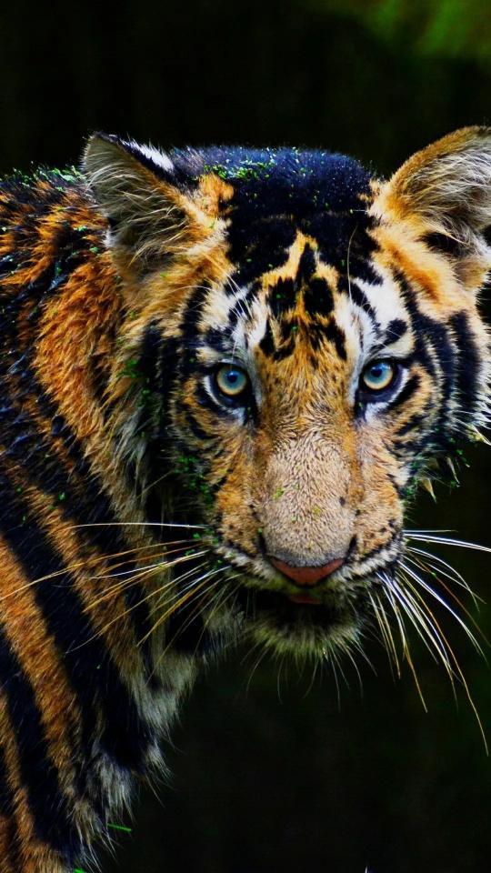 Intense Tiger Gaze