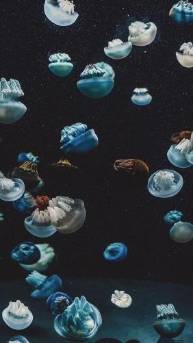 Jellyfish Galaxy Dream