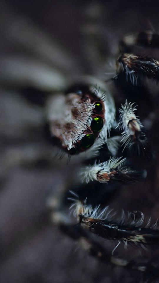 Jumping Spider Green Eyes - Related StockWalls wallpaper