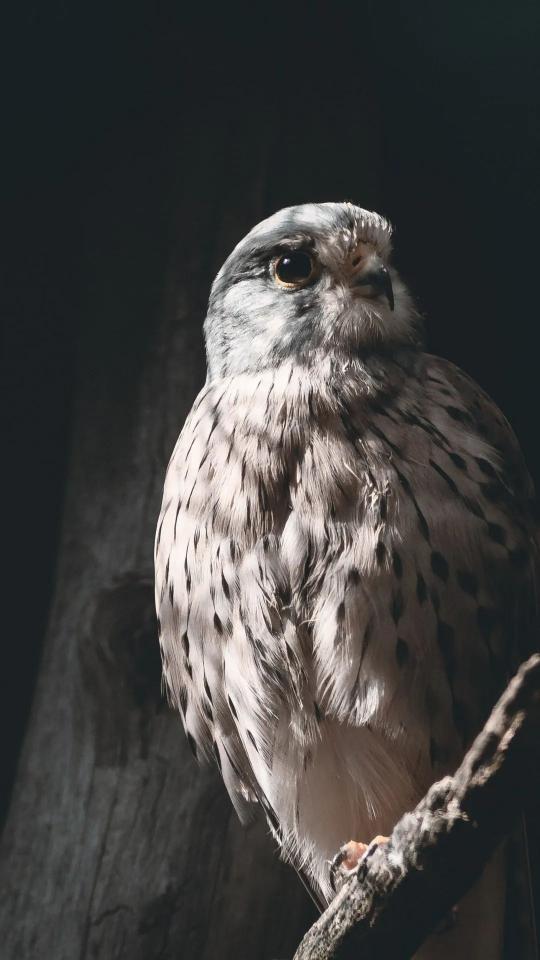 Kestrel in Shadow - Related OpersCraft wallpaper
