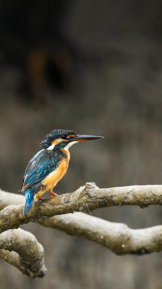 Kingfisher on Branch - Related OpersCraft wallpaper