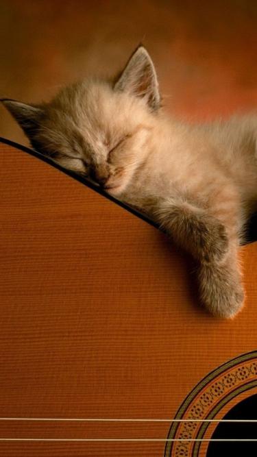 Kitten's Guitar Nap - Related OpersCraft wallpaper