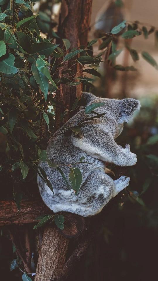 Koala in Eucalyptus Tree - Related OpersCraft wallpaper