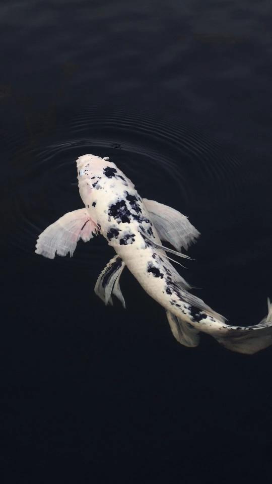 Koi Fish in Dark Water