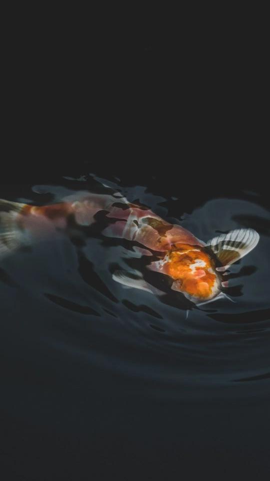 Koi Fish in Darkness