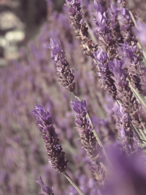 Lavender Field Close-Up - Related OpersCraft wallpaper