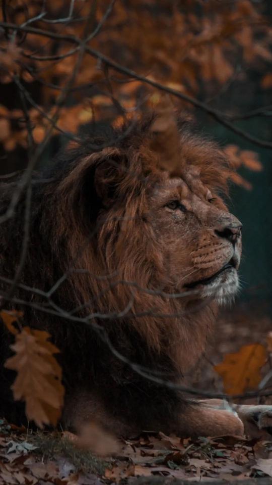 Lion in Autumn Woods - Related OpersCraft wallpaper