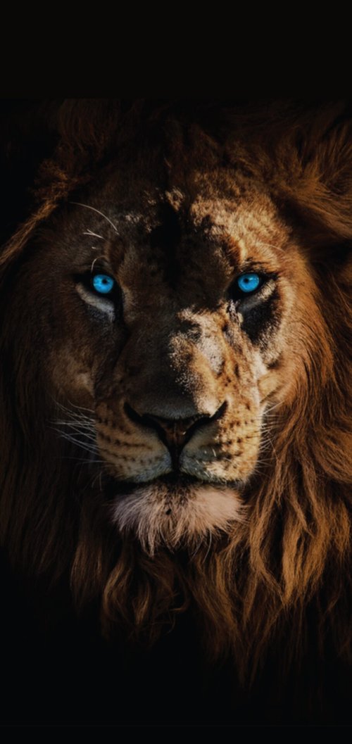 Lion's Gaze