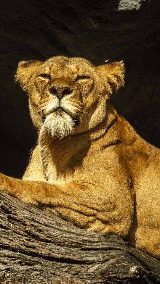 Lioness Sunbathing Portrait - Related OpersCraft wallpaper