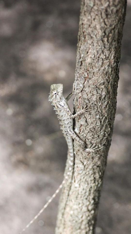 Lizard on a Branch