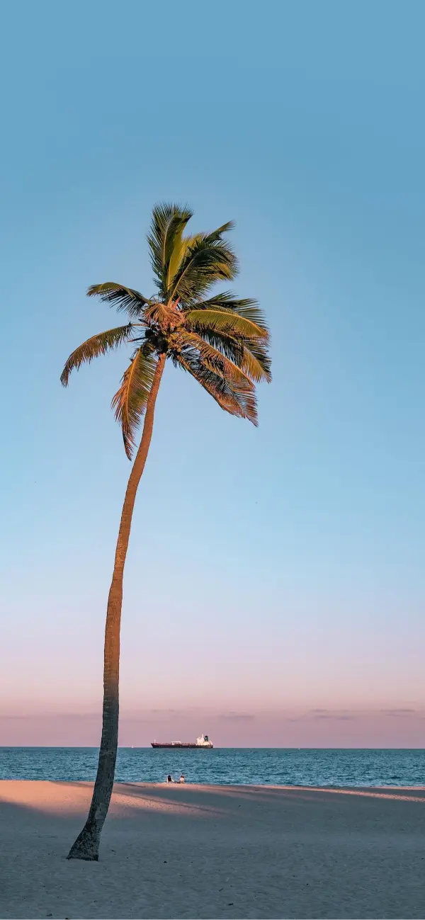 Lone Palm Beach Sunset - Related OpersCraft wallpaper