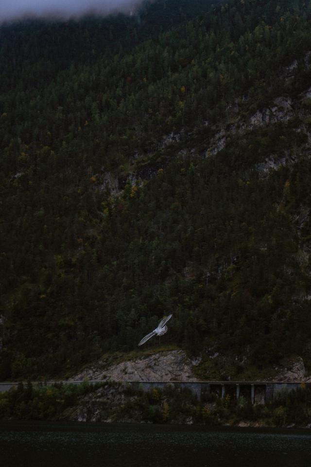 Lone Seagull Mountain Lake - Related OpersCraft wallpaper
