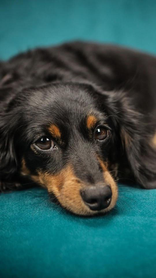 Long-Haired Dachshund Portrait - Related OpersCraft wallpaper