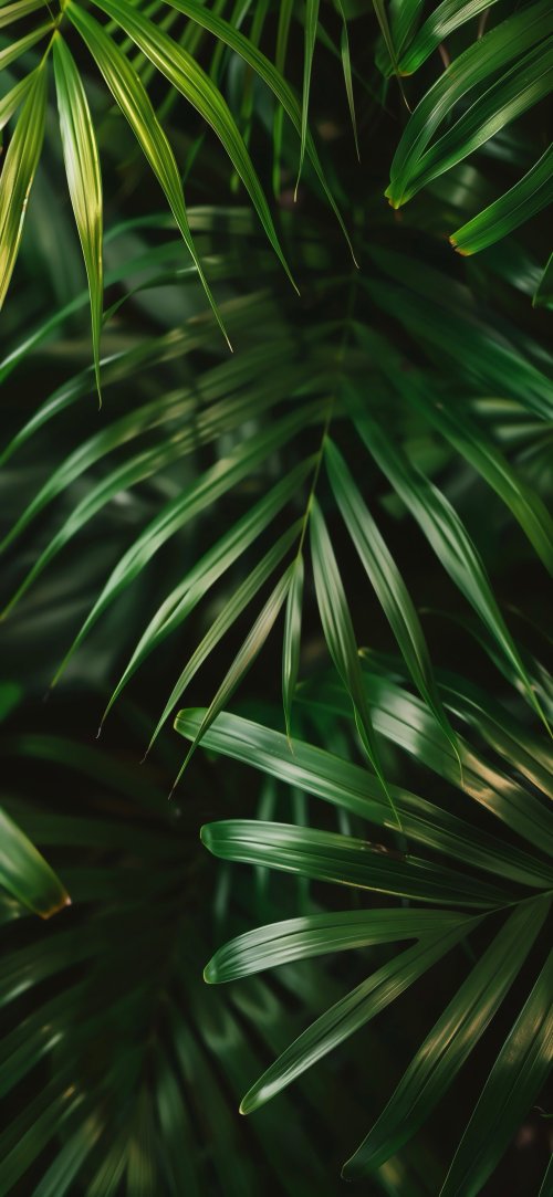 Lush Green Palm Leaves