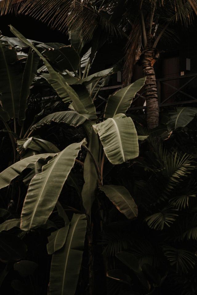Lush Tropical Foliage - Related OpersCraft wallpaper