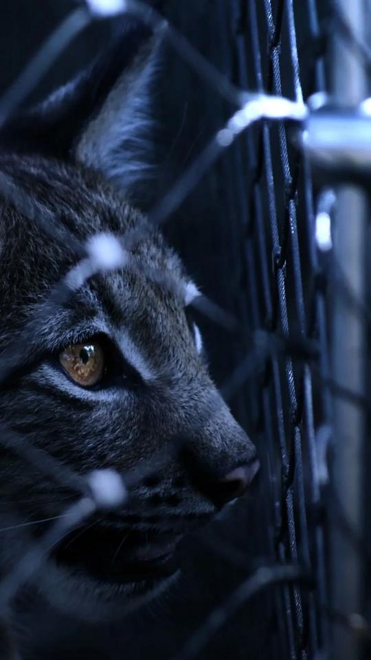 Lynx Behind Bars - Related OpersCraft wallpaper