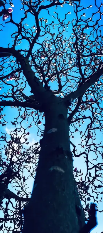 Magnolia Tree Skyward View - Related OpersCraft wallpaper
