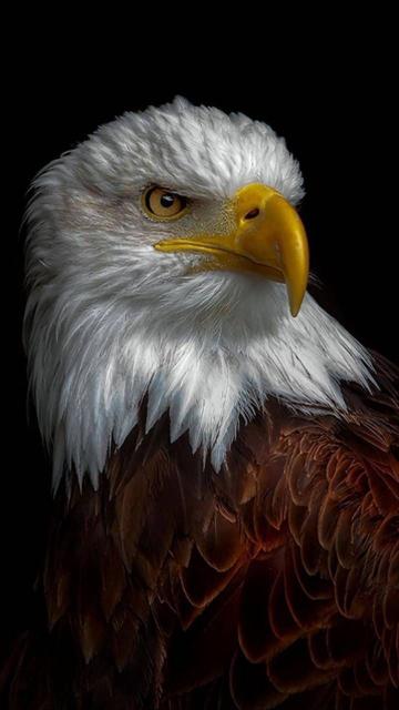 Majestic Bald Eagle Portrait