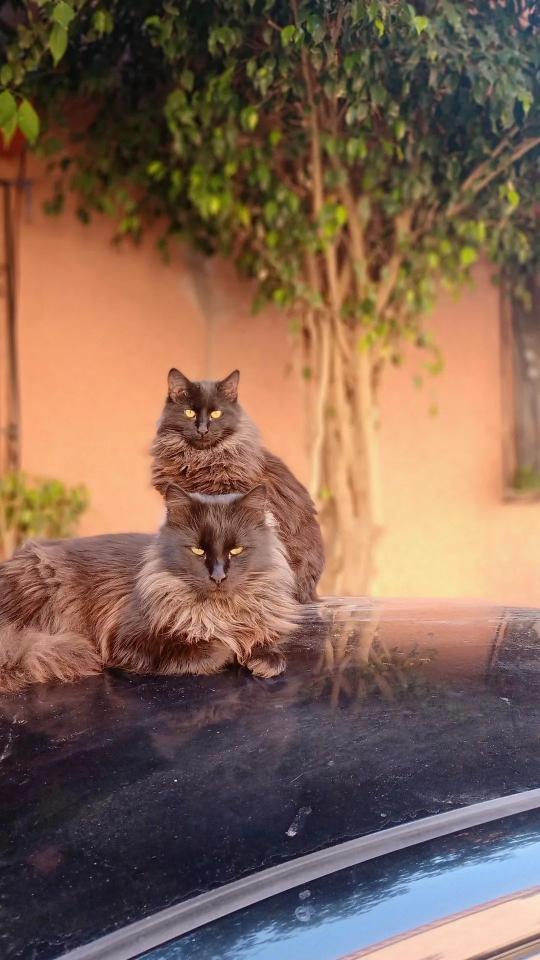 Majestic Feline Duo - Related OpersCraft wallpaper