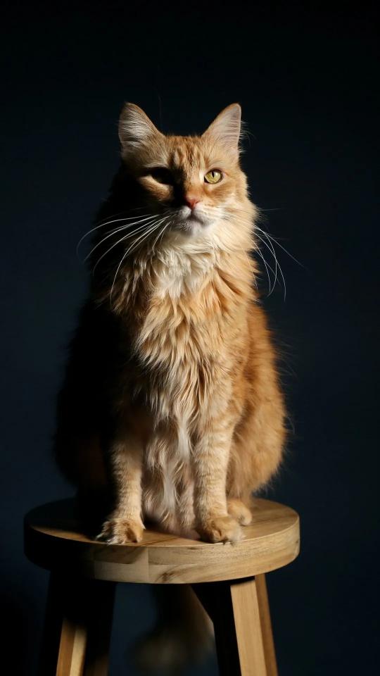 Majestic Ginger Cat Portrait - Related Darkify wallpaper
