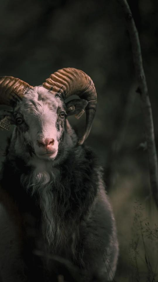Majestic Horned Ram Portrait - Related OpersCraft wallpaper